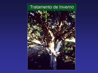 Tratamento de Inverno
 