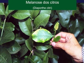 Melanose dos citros
(Diaporthe citri)
 