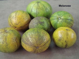 Melanose
 