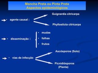 Mancha Preta ou Pinta Preta
Aspectos epidemiológicos
• agente causal :
Guignardia citricarpa
• disseminação :
• vias de infecção
Ascósporos (Solo)
Picnidiósporos
(Planta)
Phyllosticta citricarpa
• mudas
• folhas
• frutos
 