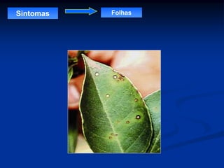 Sintomas Folhas
 