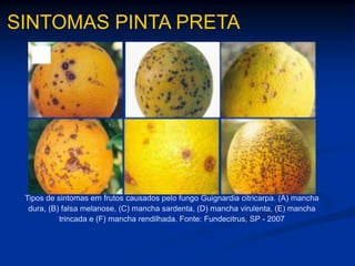 Fonte:BR3
SINTOMAS PINTA PRETA
Tipos de sintomas em frutos causados pelo fungo Guignardia citricarpa. (A) mancha
dura, (B) falsa melanose, (C) mancha sardenta, (D) mancha virulenta, (E) mancha
trincada e (F) mancha rendilhada. Fonte: Fundecitrus, SP - 2007
 