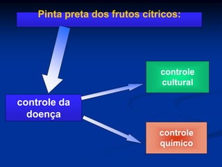 Pinta preta dos frutos cítricos:
controle da
doença
controle
químico
controle
cultural
 