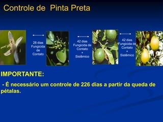 Controle de Pinta Preta
28 dias
Fungicida
de
Contato
42 dias
Fungicida de
Contato
+
Sistêmico
IMPORTANTE:
- É necessário um controle de 226 dias a partir da queda de
pétalas.
42 dias
Fungicida de
Contato
+
Sistêmico
 