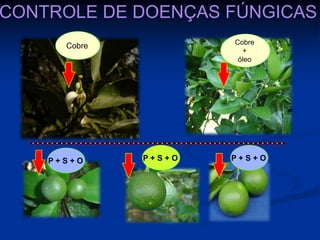 Cobre
P + S + O P + S + O P + S + O
Cobre
+
óleo
CONTROLE DE DOENÇAS FÚNGICAS
 