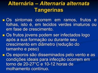 Alternária – Alternaria alternata
Tangerinas
 Os sintomas ocorrem em ramos, frutos e
folhas, isto é, em tecidos verdes imaturos ou
em fase de crescimento.
 Os frutos jovens podem ser infectados logo
após a sua formação ou durante seu
crescimento em diâmetro (redução do
tamanho e peso)
 Os esporos são disseminados pelo vento e as
condições ideais para infecção ocorrem em
torno de 20-27°C e 10-12 horas de
molhamento contínuo.
 