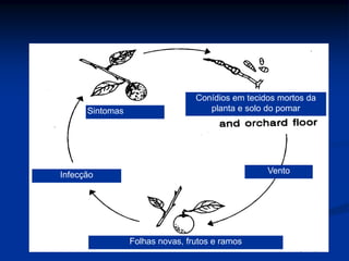 Sintomas
Conídios em tecidos mortos da
planta e solo do pomar
Vento
Folhas novas, frutos e ramos
Infecção
 