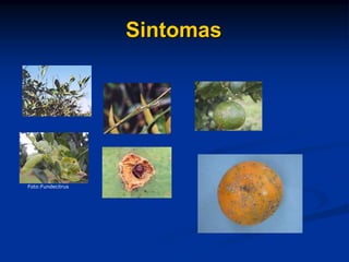 Sintomas
Foto:Fundecitrus
 