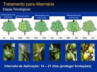 Tratamento para Alternária
Etapas Fenológicas:
Intervalo de Aplicação: 14 – 21 dias (proteger brotações)
inflorescência de
primavera Florescimento inflorescência de
verão tardio
inflorescência de
meio-verão
 
