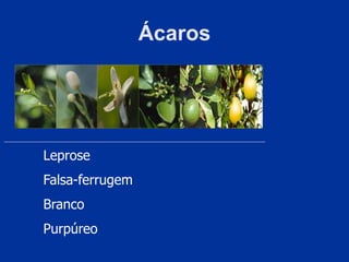 Ácaros
Leprose
Falsa-ferrugem
Branco
Purpúreo
 
