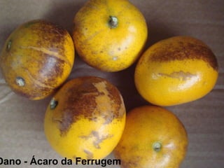 Dano - Ácaro da Ferrugem
 
