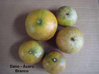 Dano - Ácaro
Branco
 