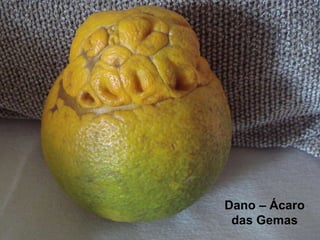 Dano – Ácaro
das Gemas
 