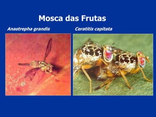 Ceratitis capitataAnastrepha grandis
Mosca das Frutas
 