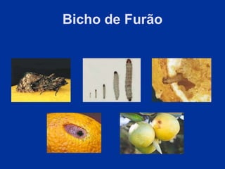 Bicho de Furão
 