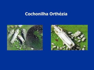 Cochonilha Orthézia
 