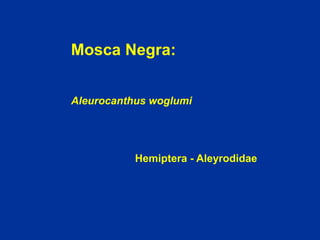 Mosca Negra:
Aleurocanthus woglumi
Hemiptera - Aleyrodidae
 
