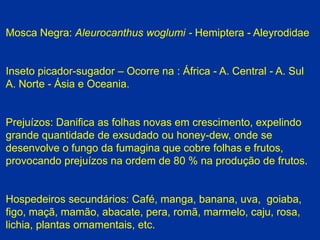 Mosca Negra: Aleurocanthus woglumi - Hemiptera - Aleyrodidae
Inseto picador-sugador – Ocorre na : África - A. Central - A. Sul
A. Norte - Ásia e Oceania.
Prejuízos: Danifica as folhas novas em crescimento, expelindo
grande quantidade de exsudado ou honey-dew, onde se
desenvolve o fungo da fumagina que cobre folhas e frutos,
provocando prejuízos na ordem de 80 % na produção de frutos.
Hospedeiros secundários: Café, manga, banana, uva, goiaba,
figo, maçã, mamão, abacate, pera, romã, marmelo, caju, rosa,
lichia, plantas ornamentais, etc.
 