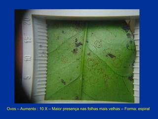 Ovos – Aumento : 10 X – Maior presença nas folhas mais velhas – Forma: espiral
 
