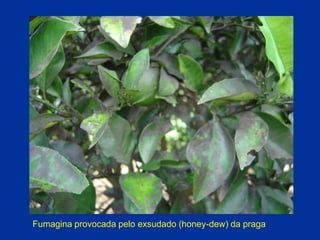 Fumagina provocada pelo exsudado (honey-dew) da praga
 