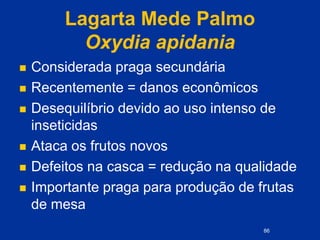 Lagarta Mede Palmo
Oxydia apidania
 Considerada praga secundária
 Recentemente = danos econômicos
 Desequilíbrio devido ao uso intenso de
inseticidas
 Ataca os frutos novos
 Defeitos na casca = redução na qualidade
 Importante praga para produção de frutas
de mesa
86
 