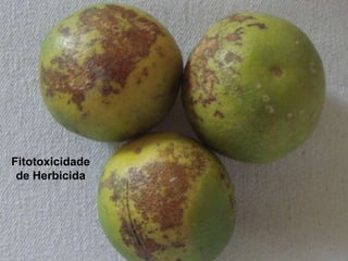 Fitotoxicidade
de Herbicida
 