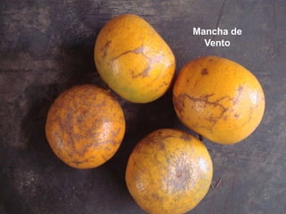 Mancha de
Vento
 