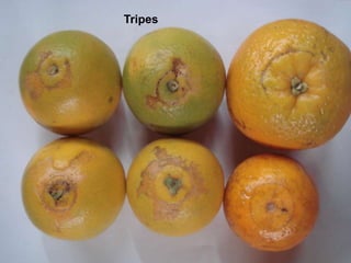 Tripes
 