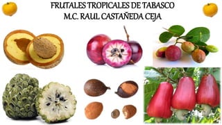 FRUTALES TROPICALES DE TABASCO
M.C. RAUL CASTAÑEDA CEJA
 