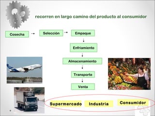 recorren en largo camino del producto al consumidor Cosecha Selección Empaque Enfriamiento Almacenamiento Venta Transporte Supermercado Industria Consumidor 