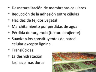 • Desnaturalización de membranas celulares
• Reducción de la adhesión entre células
• Flacidez de tejidos vegetal
• Marchitamiento por pérdidas de agua
• Pérdida de turgencia (textura crujiente)
• Suavizan los constituyentes de pared
celular excepto lignina.
• Translúcidas
• La deshidratación
las hace mas duras
17
 