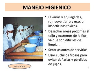MANEJO HIGIENICO
• Lavarlas y enjuagarlas,
remueve tierra y m.o. e
insecticidas tóxicos.
• Desechar áreas próximas al
tallo y extremos de la flor,
ya que son difíciles de
limpiar.
• Secarlas antes de servirlas
• Usar cuchillos filosos para
evitar dañarlas y pérdidas
de jugos.
18
DIFERENCIAS?
 