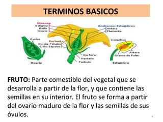 TERMINOS BASICOS
FRUTO: Parte comestible del vegetal que se
desarrolla a partir de la flor, y que contiene las
semillas en su interior. El fruto se forma a partir
del ovario maduro de la flor y las semillas de sus
óvulos. 4
 