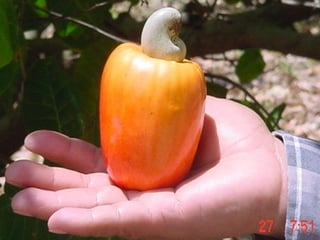 INSTITUCIONES QUE INVESTIGAN EN EL SECTOR FRUTICOLA
Instituciones Información que Proveen
1 Centro Nacional de
Tecnología Agropecuaria y
Forestal (CENTA)
Asistencia técnica en la parte de cultivo y
procesamiento, laboratorio de tecnología de
alimentos.
2 Ministerio de Agricultura y
Ganadería (MAG)
A través de la Dirección General de Agronegocios se
da información sobre proveedores, asistencia técnica,
oportunidades de negocio y precios del rubro frutícola
3 Ministerio de Economía A través del Programa Nacional de Competitividad se
realizan estudios de mercado sobre diferentes frutas y
productos frutícolas. A través de TRADE POINT se
analizan los volúmenes de importaciones y
exportaciones de frutas
4 Cámara Agropecuaria y
Agroindustrial de El Salvador
(CAMAGRO)
Información sobre proveedores, precios, rentabilidad
de cultivos frutícolas
5 Fundación para la Innovación
Tecnológica (FIAGRO)
Investigación a través de estudios y consultorías en el
tema de agroindustria 41
 