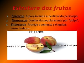 1. Epicarpo: A porção mais superficial do pericarpo.
2. Mesocarpo: Conhecida popularmente por "polpa“.
3. Endocarpo :Protege a semente e é muitas
vezes lenhoso.
 