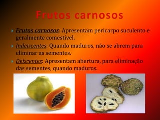  Frutos carnosos: Apresentam pericarpo suculento e
geralmente comestível.
 Indeiscentes: Quando maduros, não se abrem para
eliminar as sementes.
 Deiscentes: Apresentam abertura, para eliminação
das sementes, quando maduros.
 