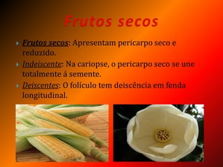  Frutos secos: Apresentam pericarpo seco e
reduzido.
 Indeiscente: Na cariopse, o pericarpo seco se une
totalmente á semente.
 Deiscentes: O folículo tem deiscência em fenda
longitudinal.
 