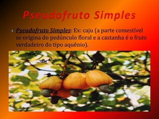  Pseudofruto Simples: Ex: caju (a parte comestível
se origina do pedúnculo floral e a castanha é o fruto
verdadeiro do tipo aquênio).
 