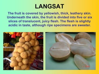 LANGSAT
The fruit is covered by yellowish, thick, leathery skin.
Underneath the skin, the fruit is divided into five or six
 slices of translucent, juicy flesh. The flesh is slightly
 acidic in taste, although ripe specimens are sweeter.




                                                         10
 