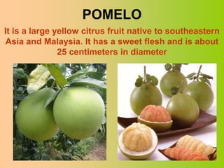POMELO
It is a large yellow citrus fruit native to southeastern
Asia and Malaysia. It has a sweet flesh and is about
               25 centimeters in diameter




                                                    15
 