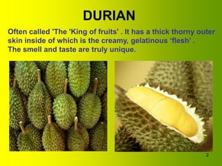 DURIAN
Often called 'The 'King of fruits' . It has a thick thorny outer
skin inside of which is the creamy, gelatinous ‘flesh’ .
The smell and taste are truly unique.




                                                             2
 