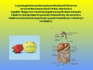 Líquidos gelados durante e após as refeições solidificam os componentes oleosos dos alimentos, retardando a digestão. Reagem com os ácidos digestivos e serão absorvidos pelo intestino mais depressa do que os alimentos sólidos, demarcando o intestino e endurecendo as gorduras, que permanecerão por mais tempo no intestino. 