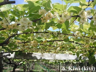 6. Kiwi (kivi) 
 