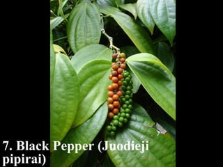 7. Black Pepper (Juodieji 
pipirai) 
 