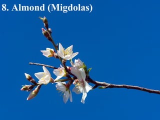 8. Almond (Migdolas) 
 