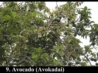 9. Avocado (Avokadai) 
 