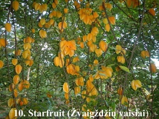 10. Starfruit (Žvaigždžių vaisiai) 
 
