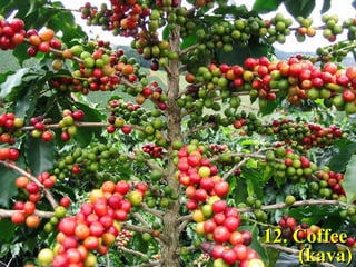 1122.. CCooffffeeee 
((kkaavvaa)) 
 