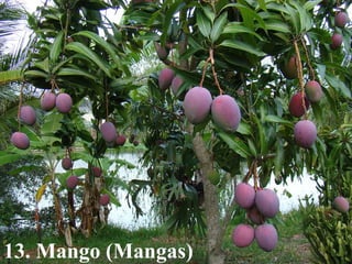 13. Mango (Mangas) 
 