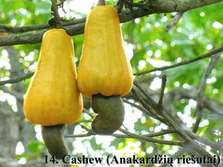 14. Cashew ((AAnnaakkaarrddžžiiųų rriieeššuuttaaii)) 
 